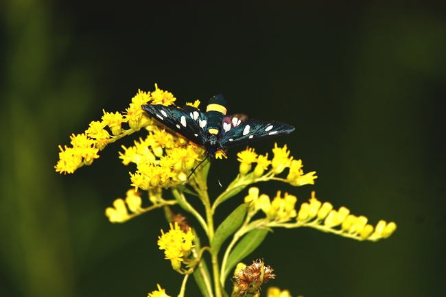 Farfalle e ambienti del parco del Ticino